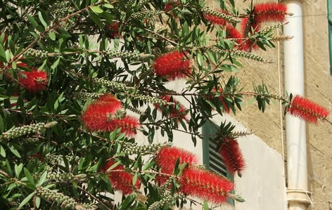 Spring in Malta